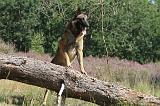 MALINOIS 067